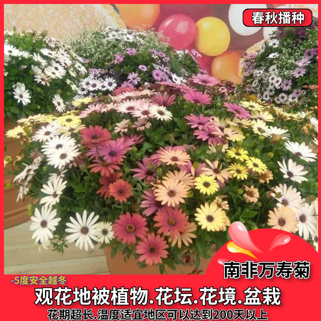 沭阳县南非万寿菊种子非洲菊种子花种籽四季易活耐寒多年生庭院阳台盆栽