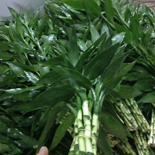 海口 富贵竹