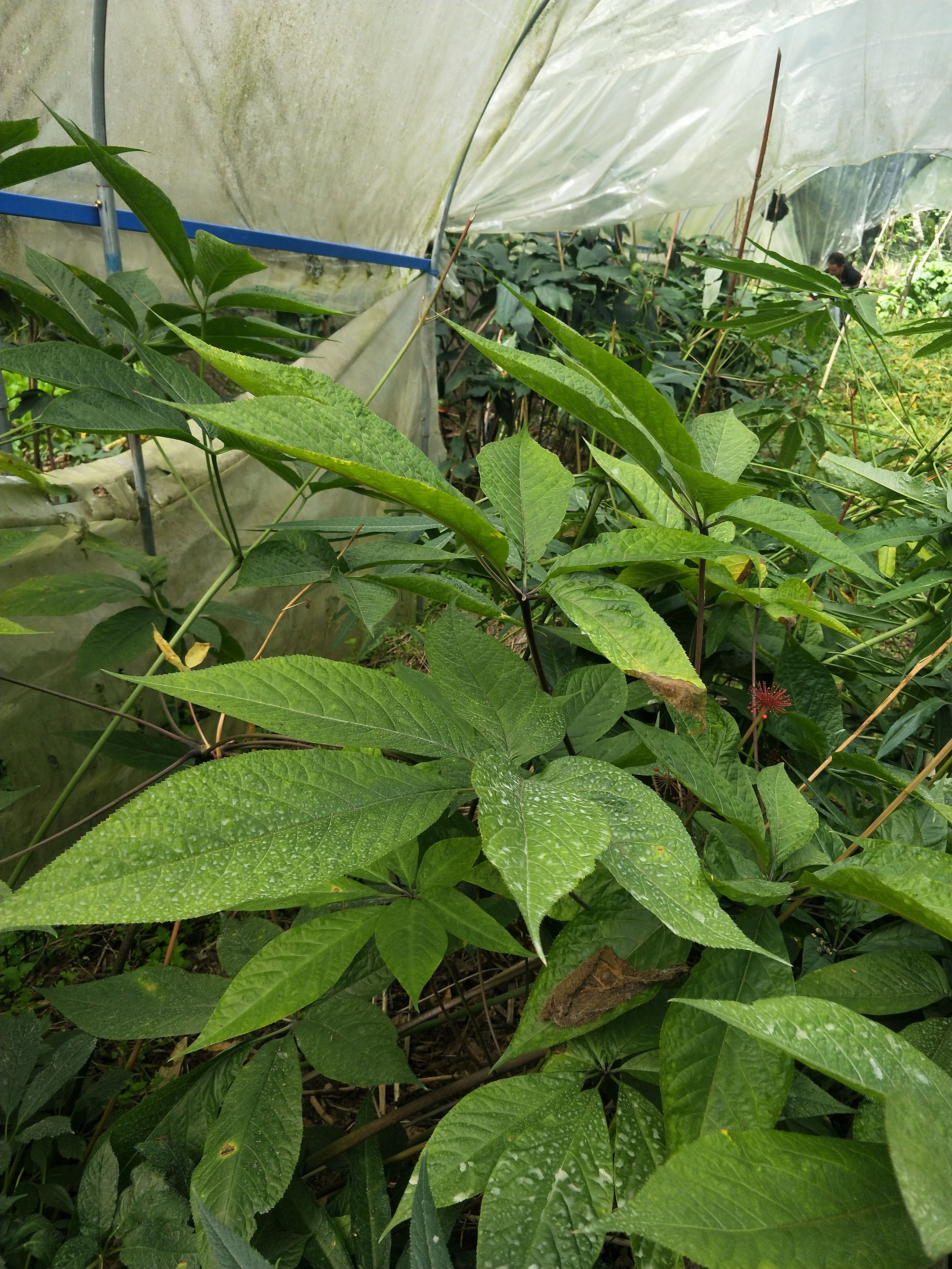 竹节参于开挖，欢迎各位老板前来选购