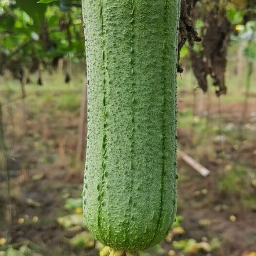 南平 精品丝瓜