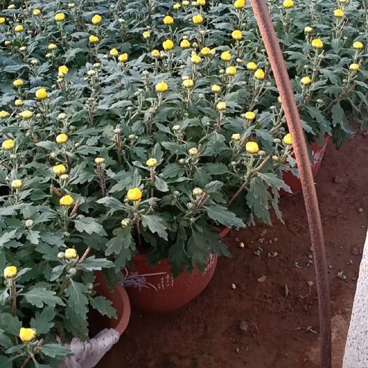青州市 常年备有各类草花、宿根地被、绿化苗木、水生植物等数百个品种