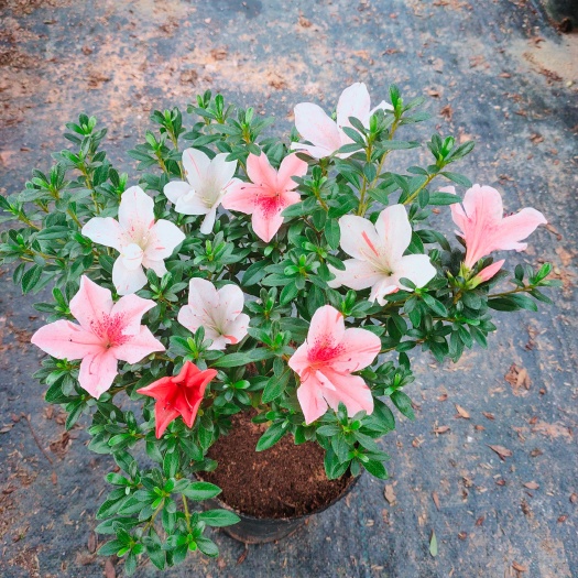 漳平市（精选）日本皋月小叶五彩杜鹃  基地种植量大有货