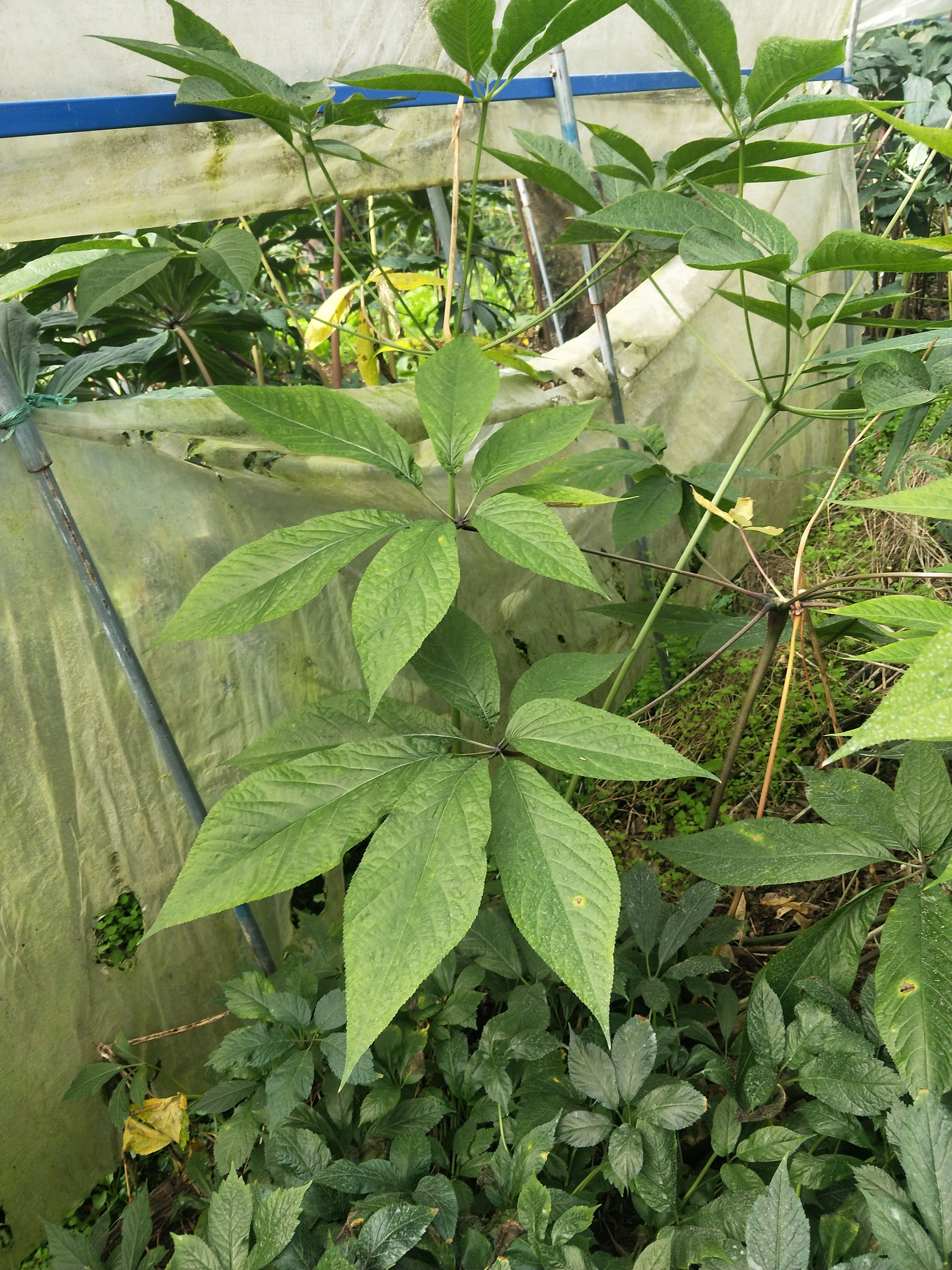 竹节参于开挖，欢迎各位老板前来选购
