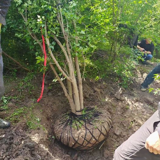成都茶条槭基地直销 规格齐全 量大从优 免费报价工程单