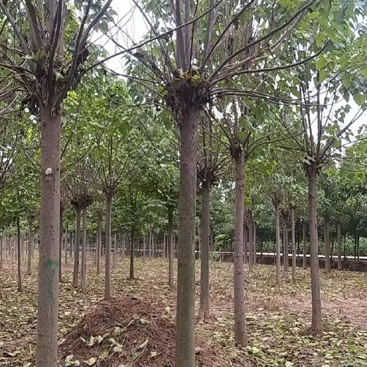 太康县 楸树