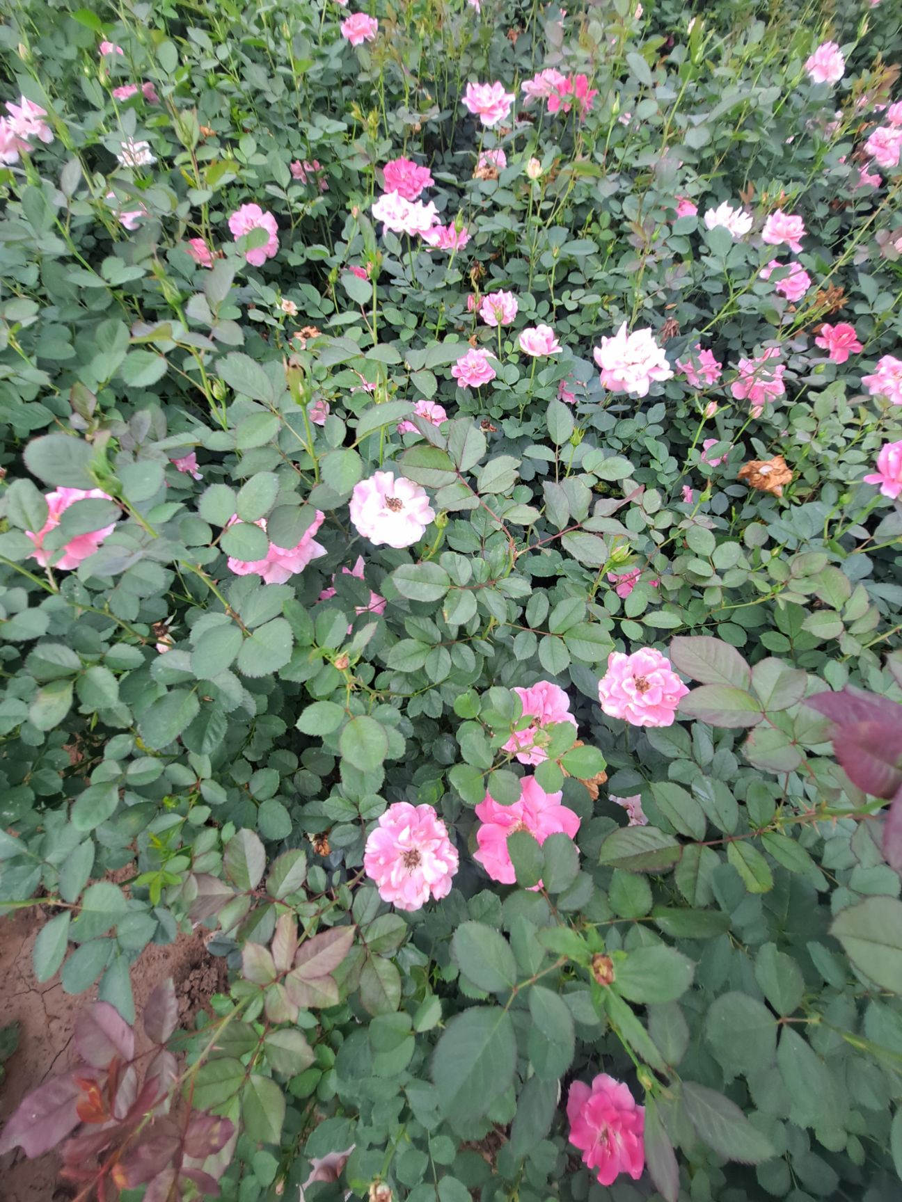 丰花月季 营养杯丰花月季 40厘米丰花月季杯苗 陕西月季基地