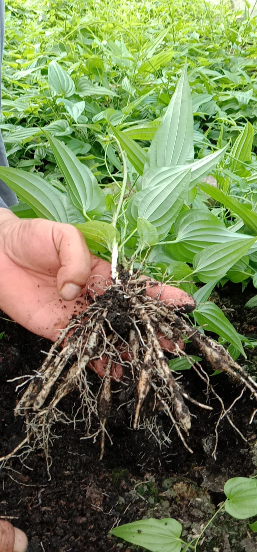 基地直供优质百部苗，5－10薯以上大苗，现采现挖。