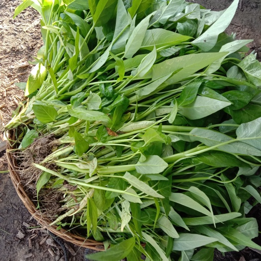  海南临高空心菜，酵素有机种植无农药无化肥