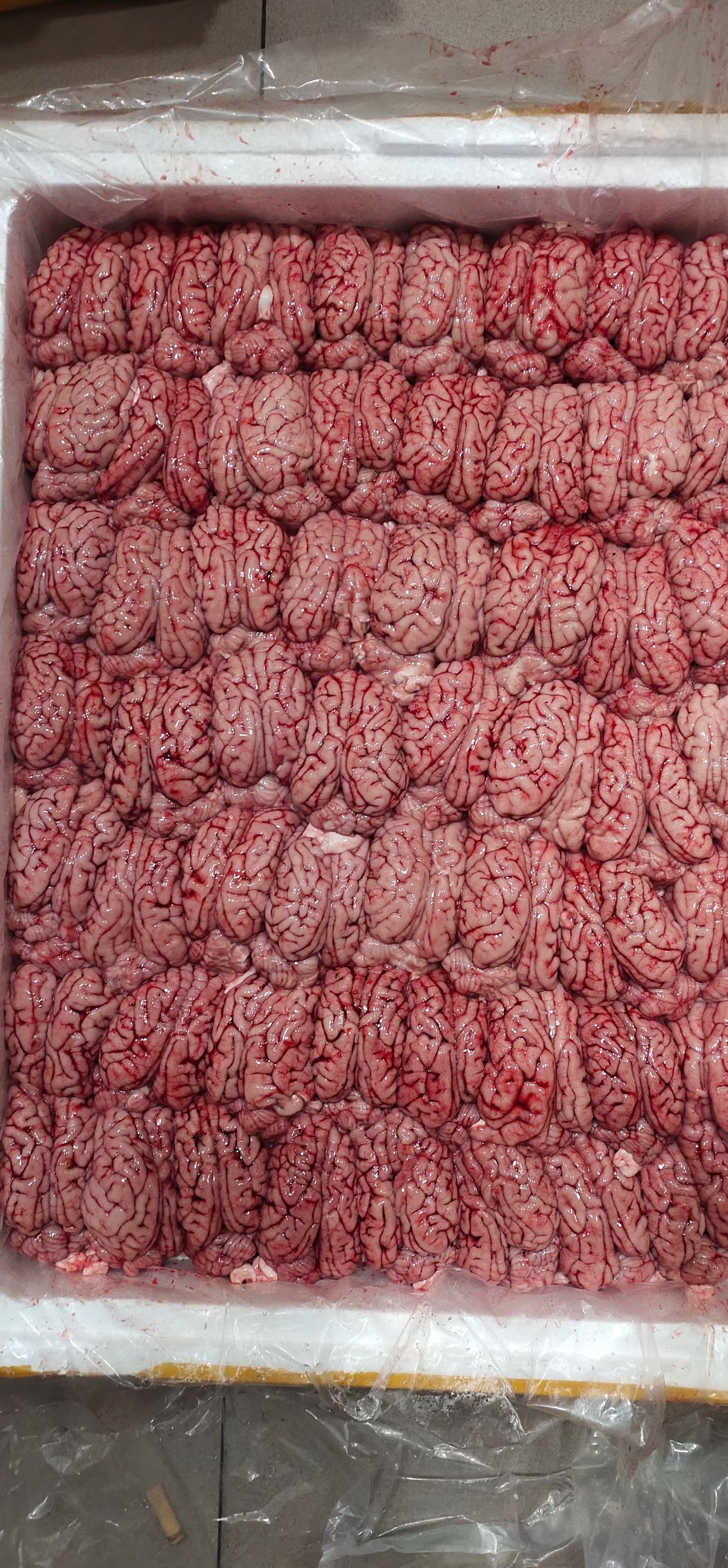 鲜猪脑花，国产优等鲜脑花96副一件含左右脑和小脑。量大从优！