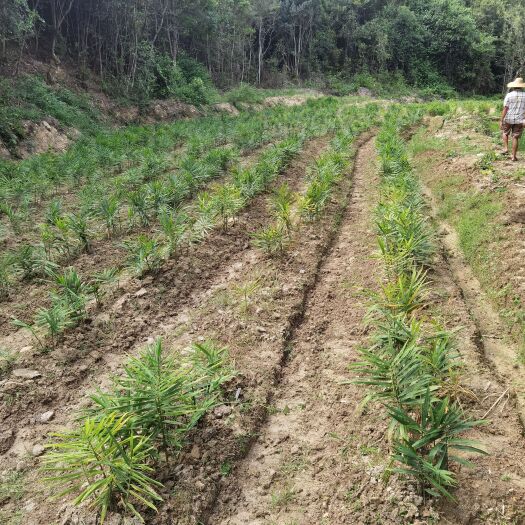 丰顺县仔姜 梅州丰顺高山嫩姜，天然种植，无农药。