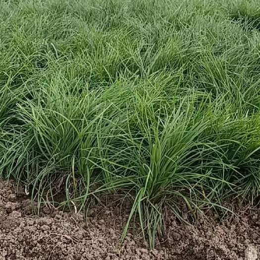 三台县常年批发 麦冬草丶细叶麦冬草丶中叶麦冬草丶阔叶麦冬草丶玉龙草