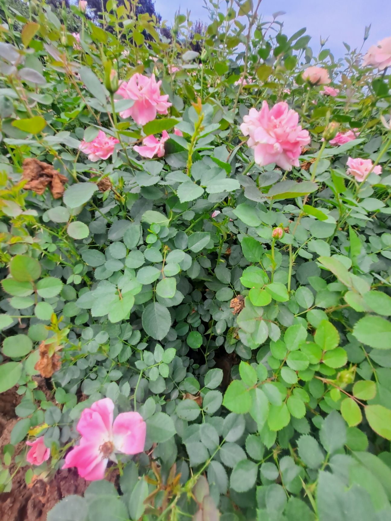 丰花月季 营养杯丰花月季 40厘米丰花月季杯苗 陕西月季基地
