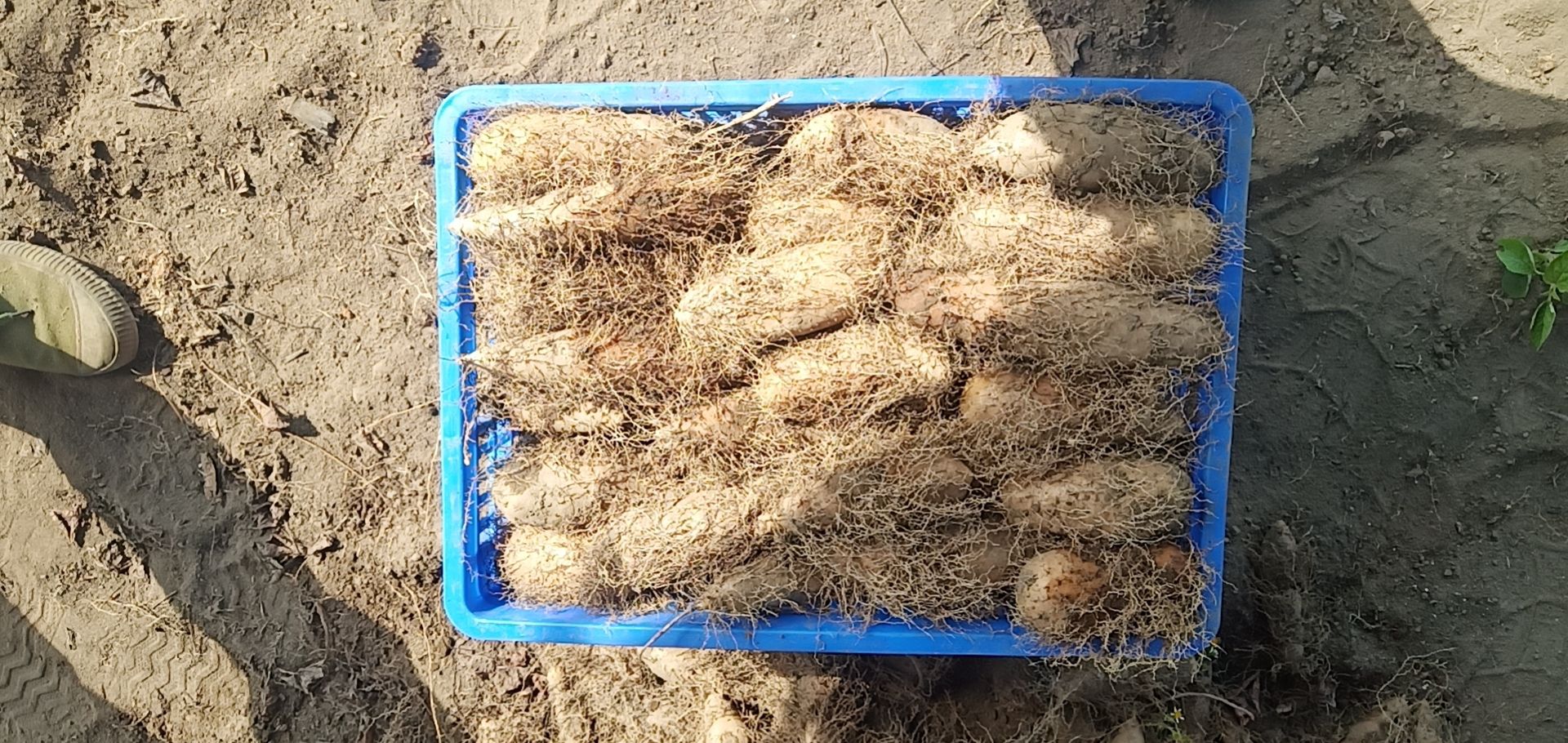 毛薯（甜薯或翻公薯）