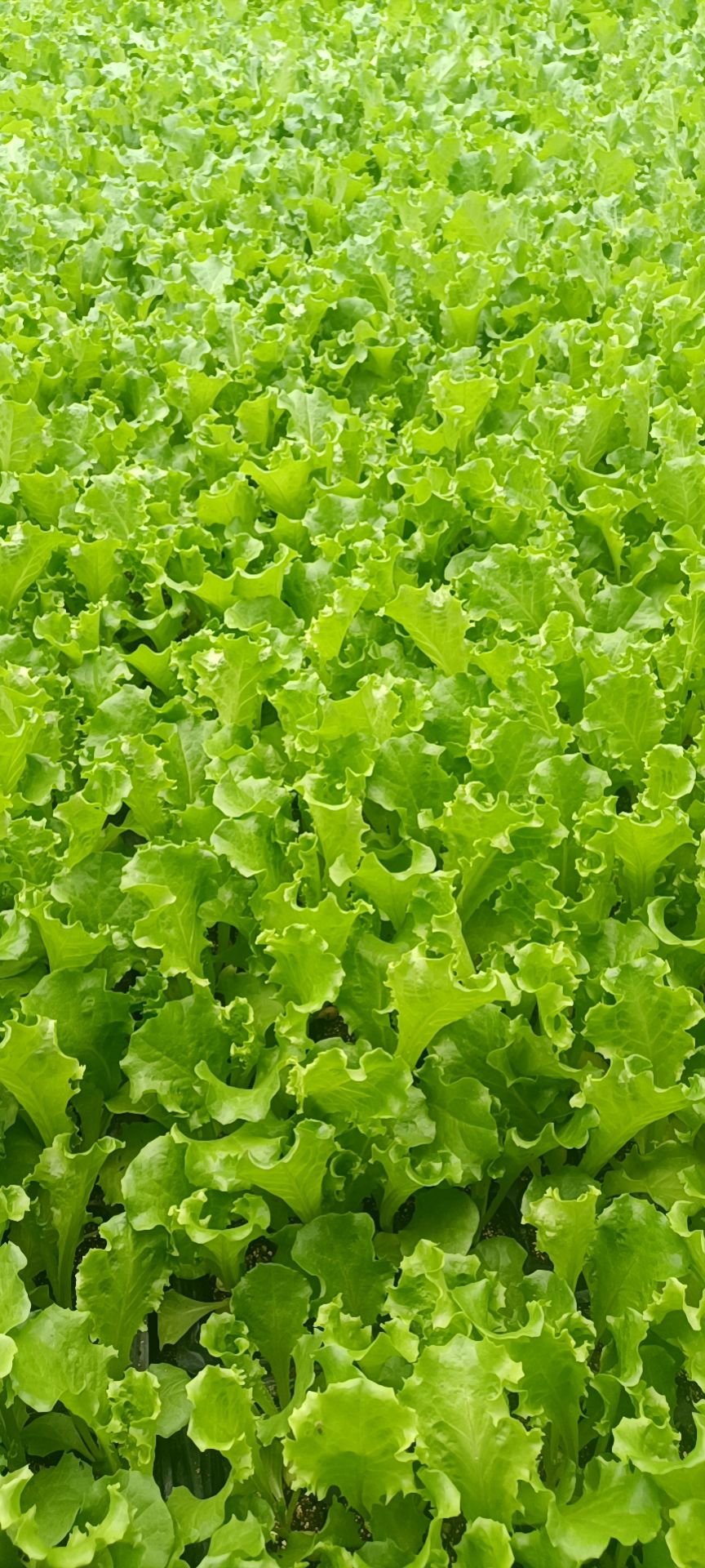 青叶 大速生 散叶生菜 生菜苗 高产量生菜