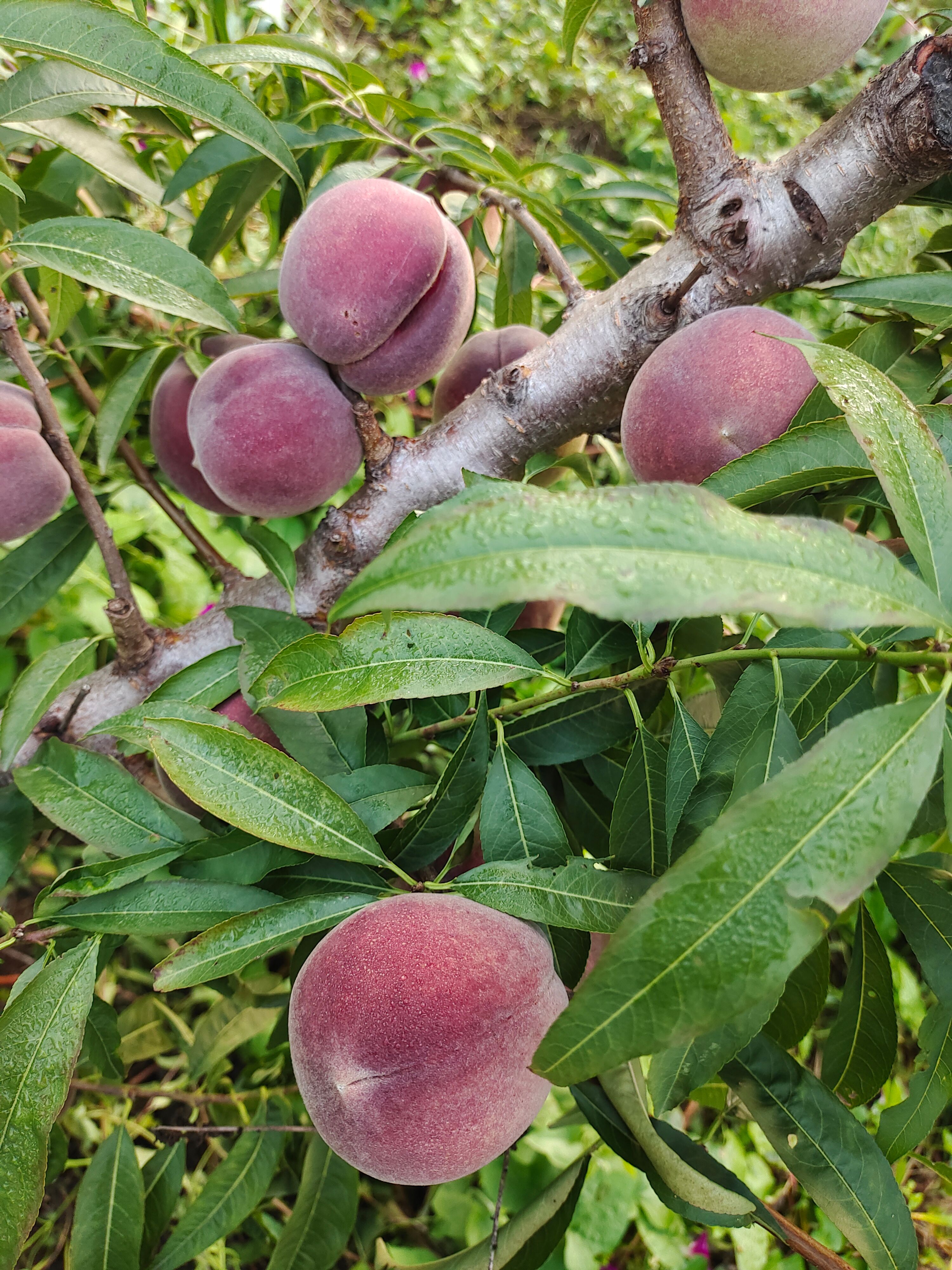 嵩山蜜桃 口感好，甜度高，耐储存，耐运输