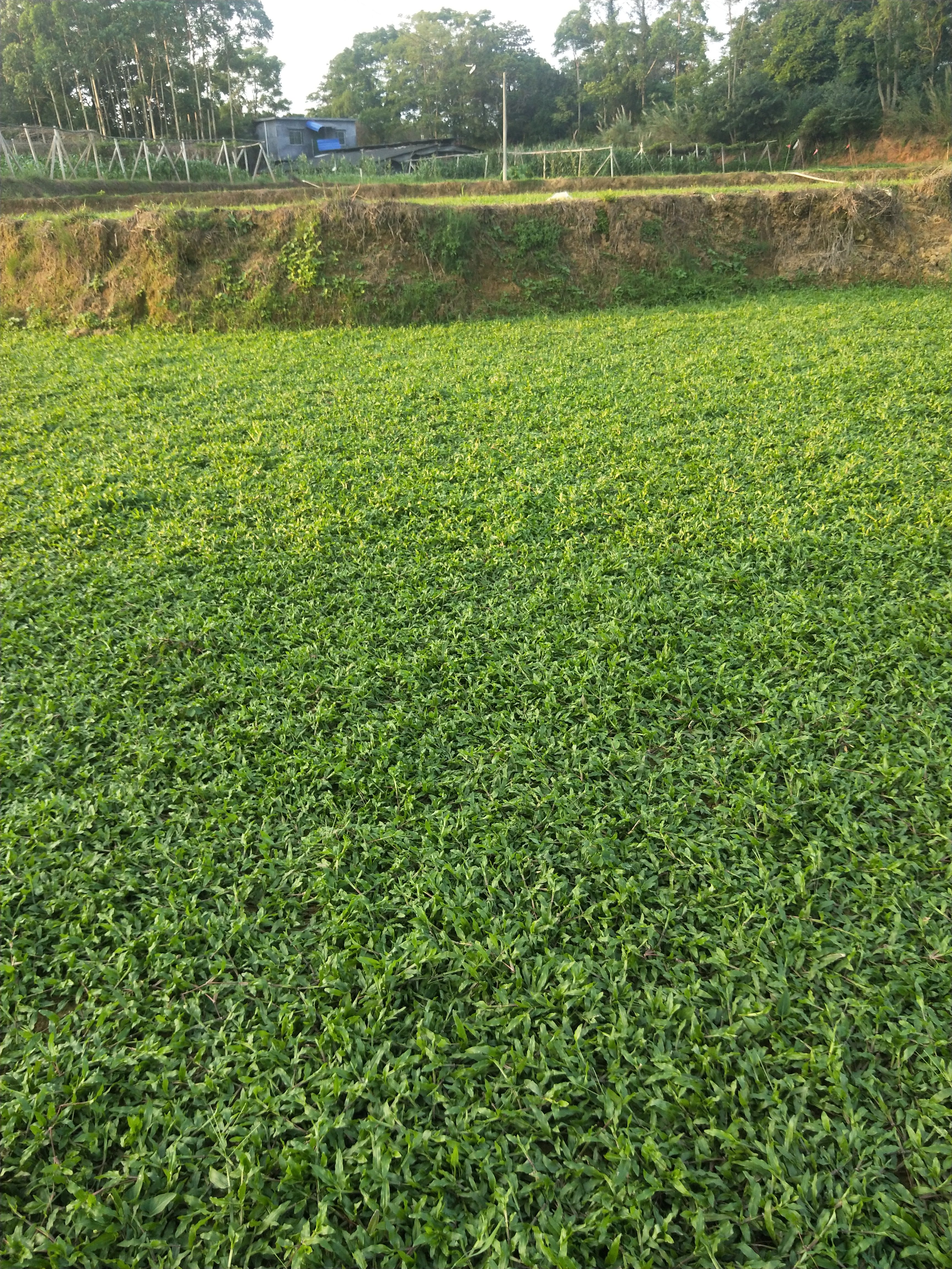 大叶油草坪
