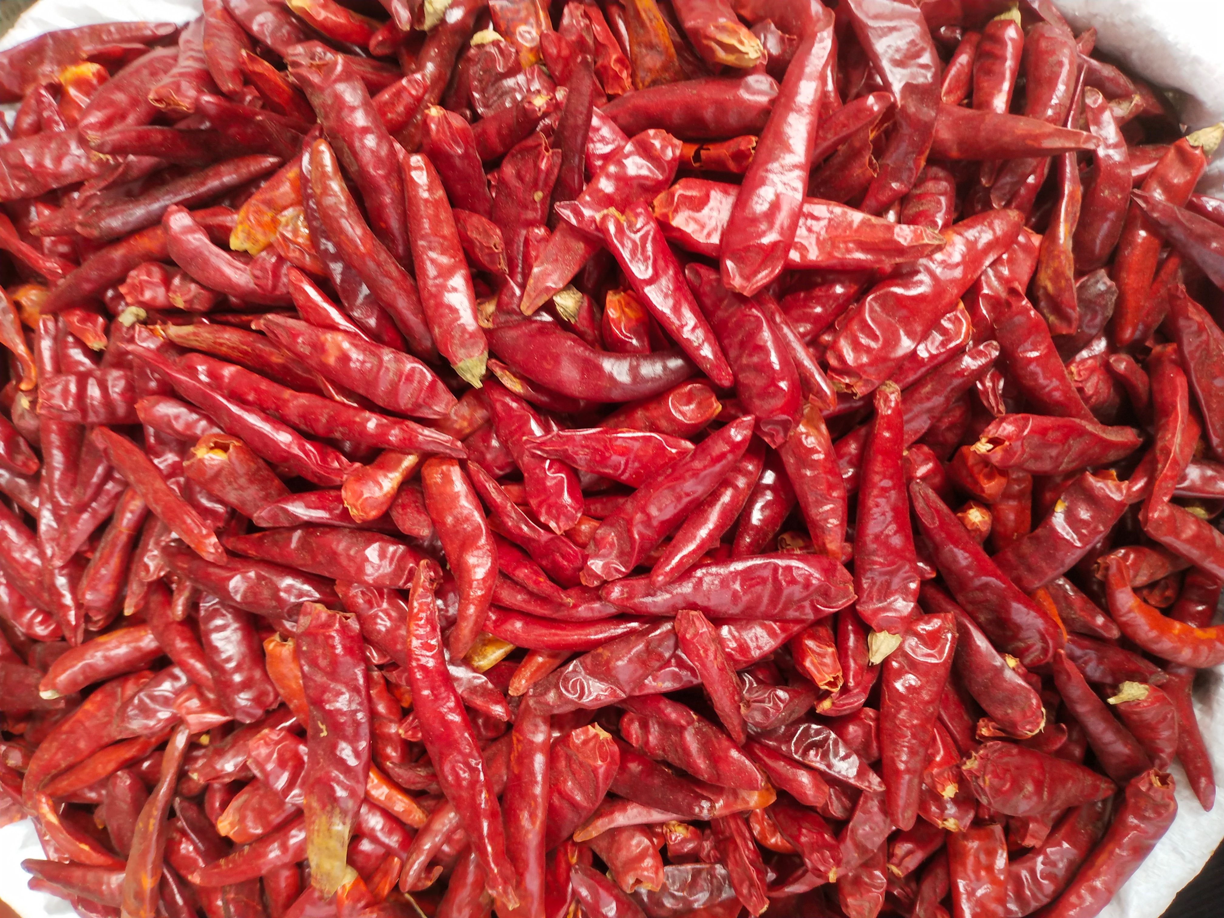 新一代干辣椒  内黄新一代