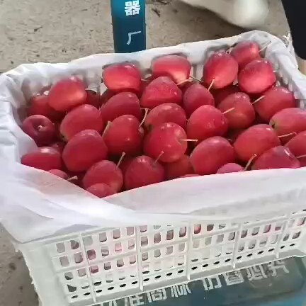 开原市锦绣海棠果  鸡心果，大量现货，价格美丽