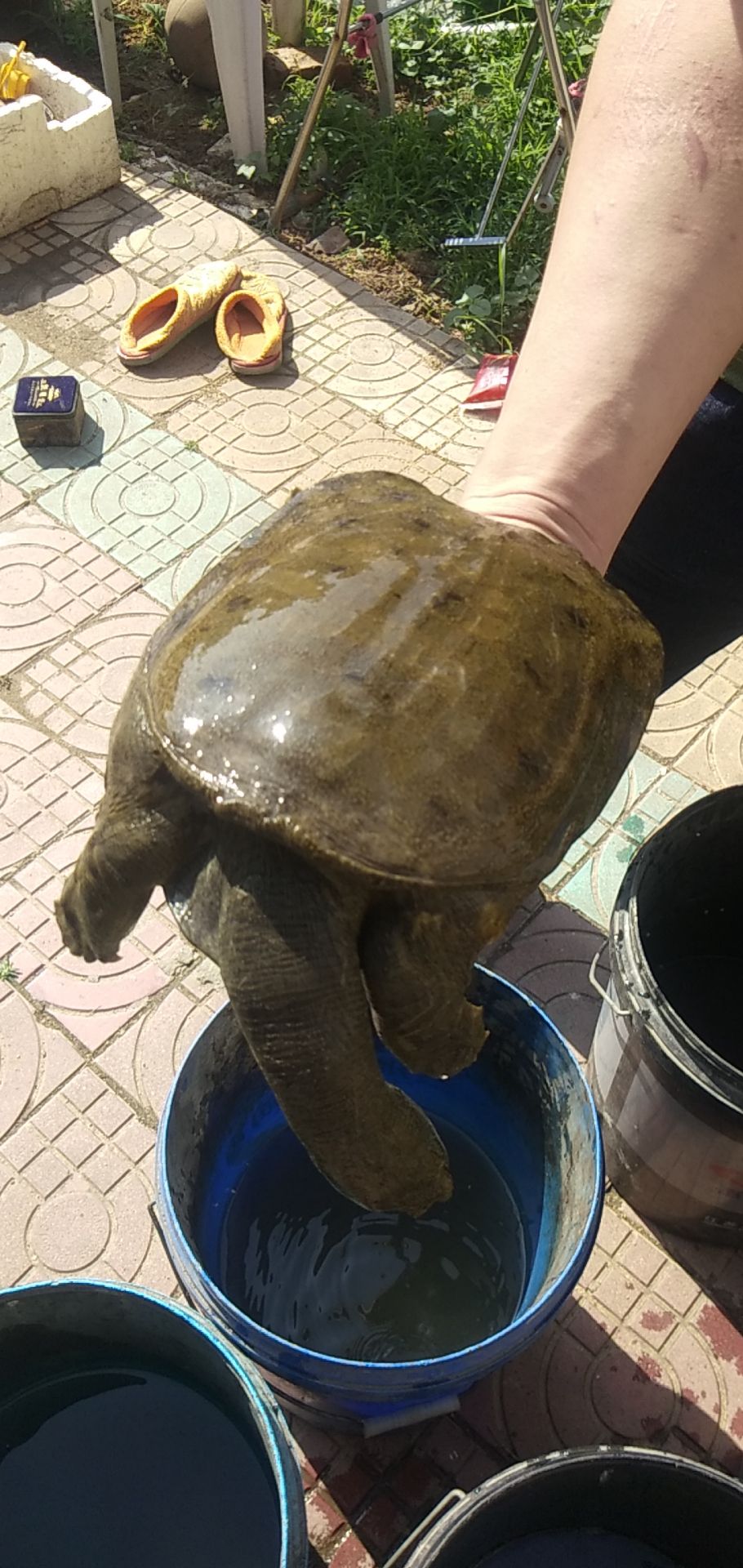 乌鳖  精品土甲鱼