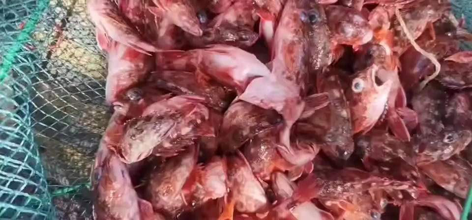 漳浦县 石翁鱼
