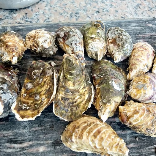 诏安县净化蚝  牡蛎
