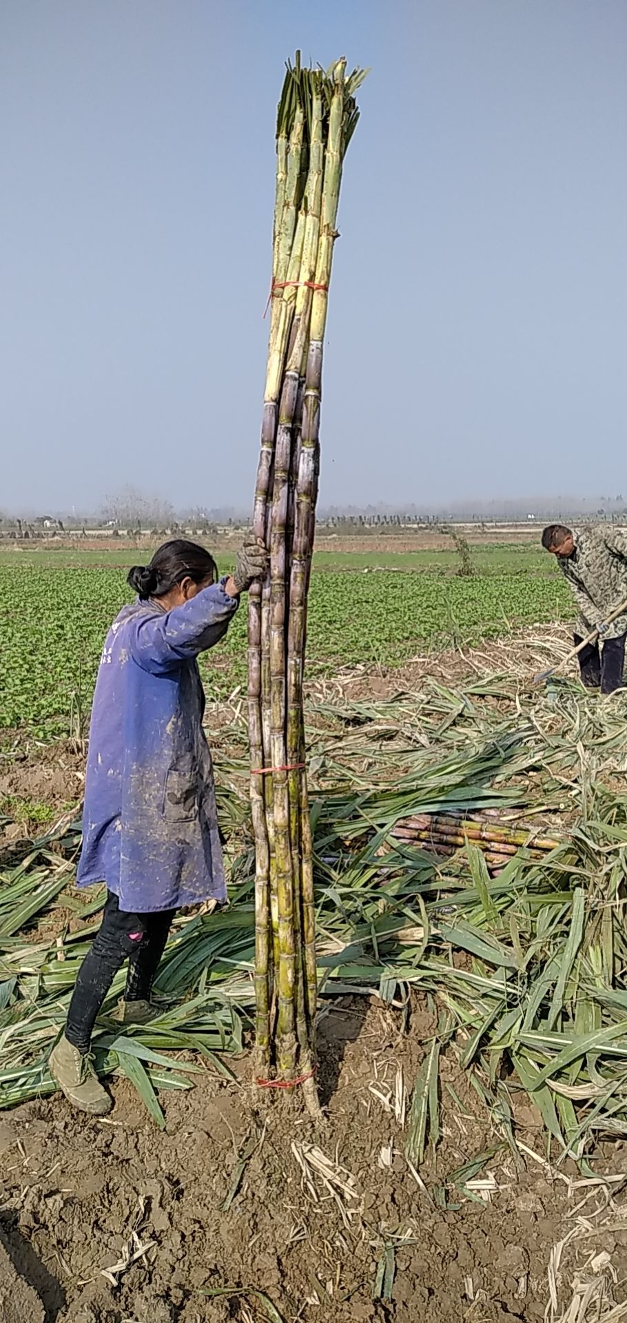  优质甘蔗便宜卖