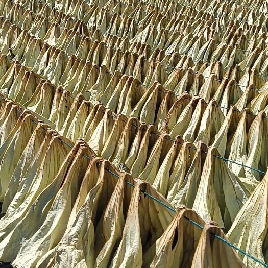 安新县干荷叶