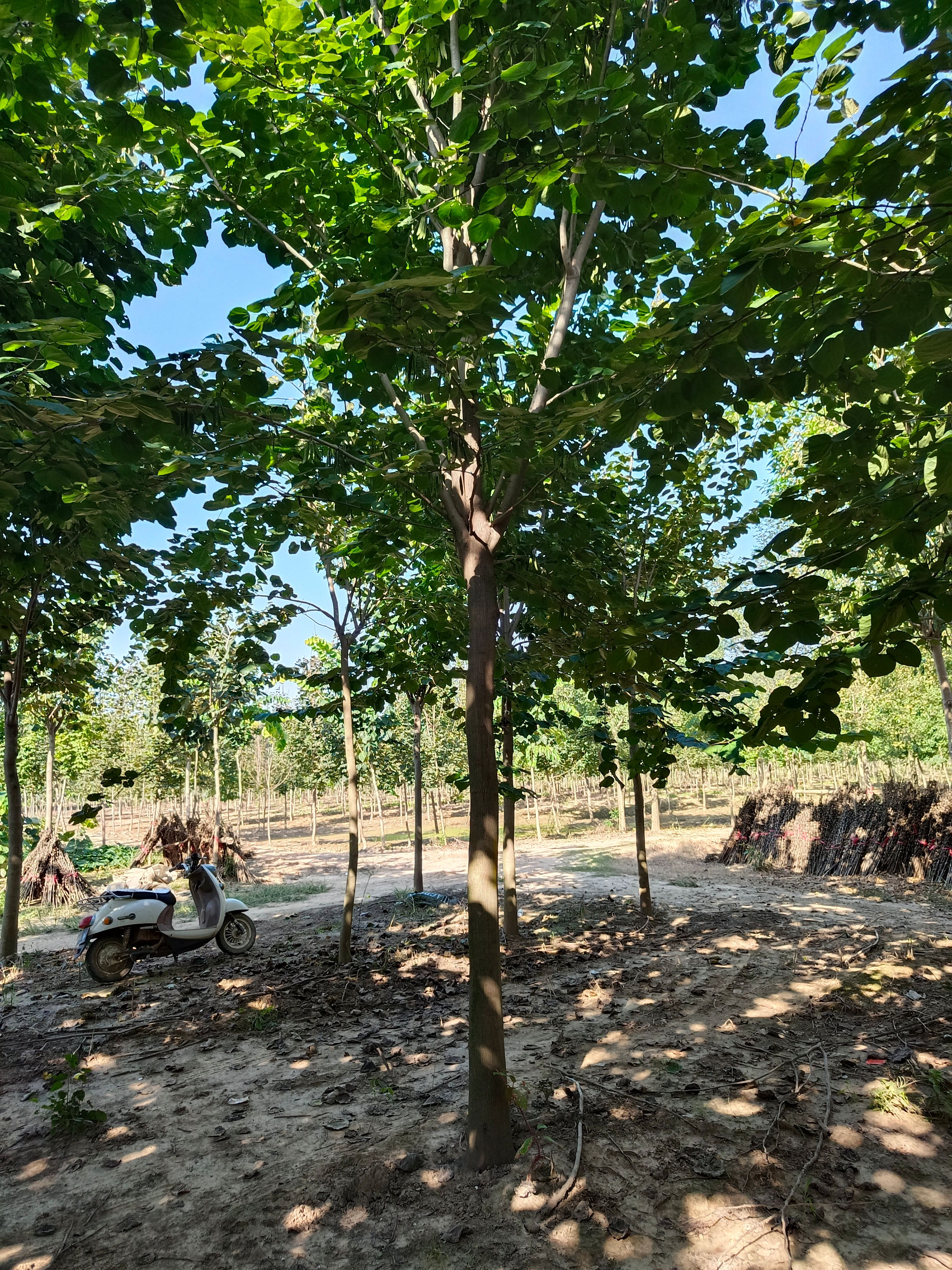  10到13公分巨紫荆