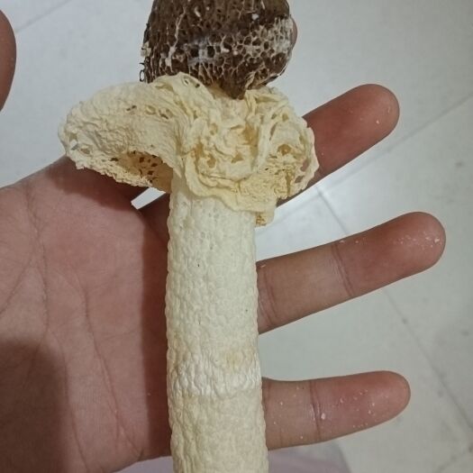 纳雍县长裙竹荪  竹荪     黑盖竹荪，牛肚竹荪，质量保证