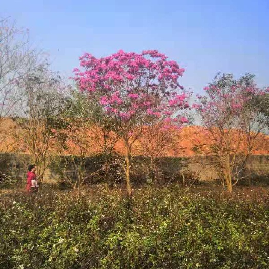 风铃花 紫花风玲，假植苗