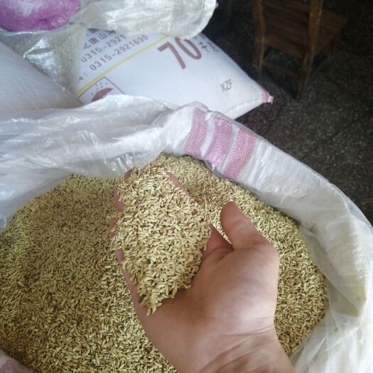 全州县广西全州精选优质槐花 中药材天然原料