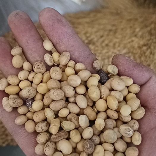 天门市黄大豆  中黄豆比重加去石，放心用，不伤磨片