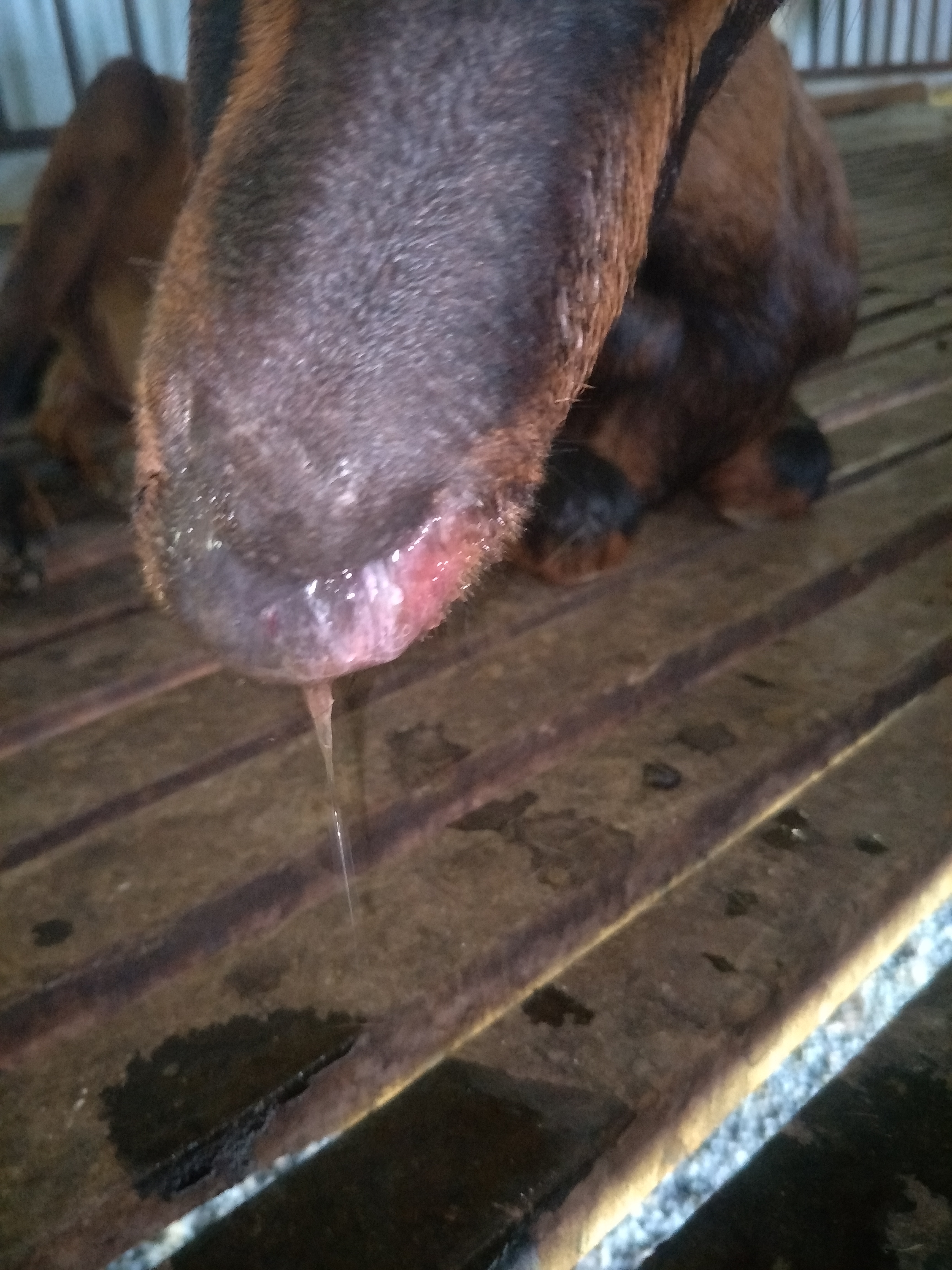 羊一鼻孔流鼻涕另一鼻孔流血怎么治