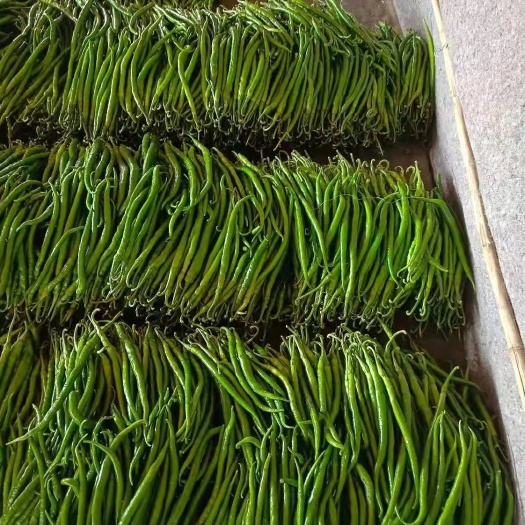 费县 线椒，各种鲜辣椒大量上市中，质量好，价格低，量大，需要的联系