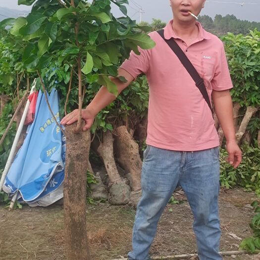 泉州龙眼苗 福建自家高压龙眼树大乌圆快生长征地