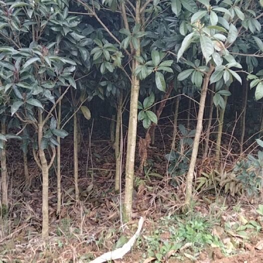 大方县 八月桂花树4-10公分粗有需要的联系量大优惠