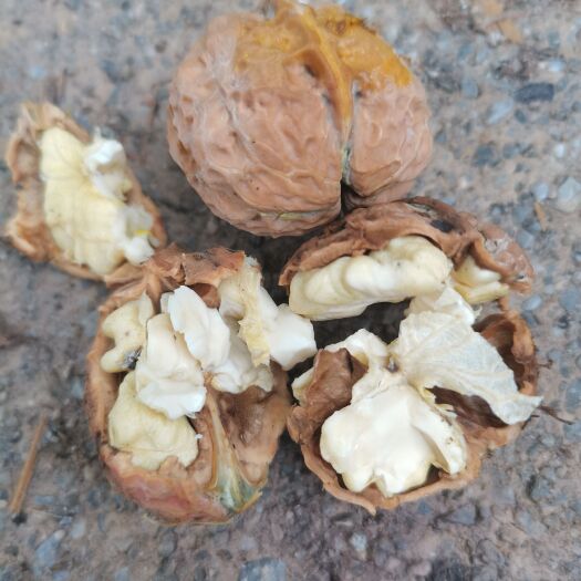保山 云南青皮核桃
