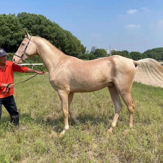 德清县肉马 比利时温血马，比利时温血扇马，比利时温血母马，比利时温血公马