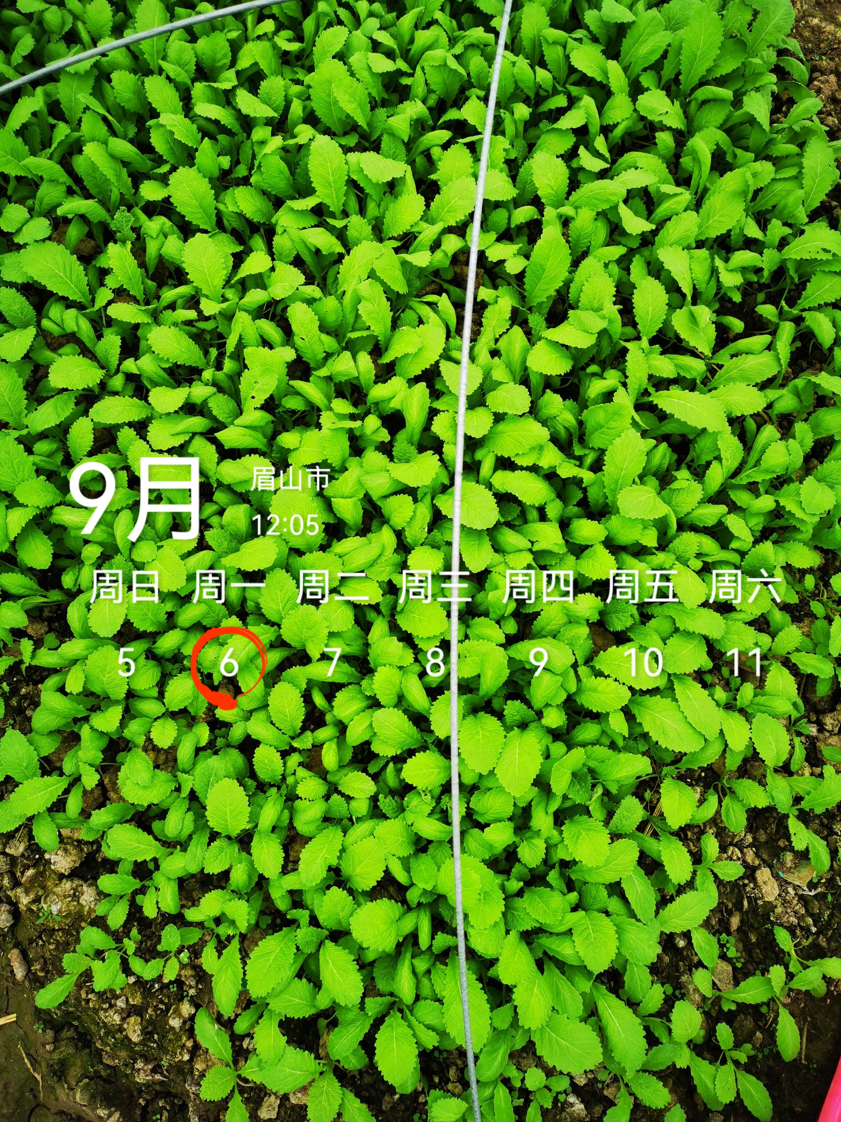 儿菜苗，早熟儿菜种苗，中熟儿菜苗，晚熟儿菜苗
