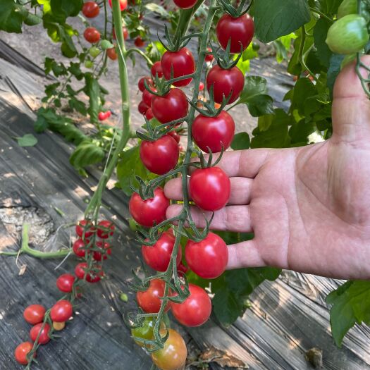 海口粉果番茄种子  甜喜四号高甜度千禧类型小番茄品质保证，厂家直销