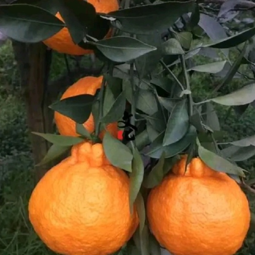 城固县蜜桔  精品丑八怪蜜橘