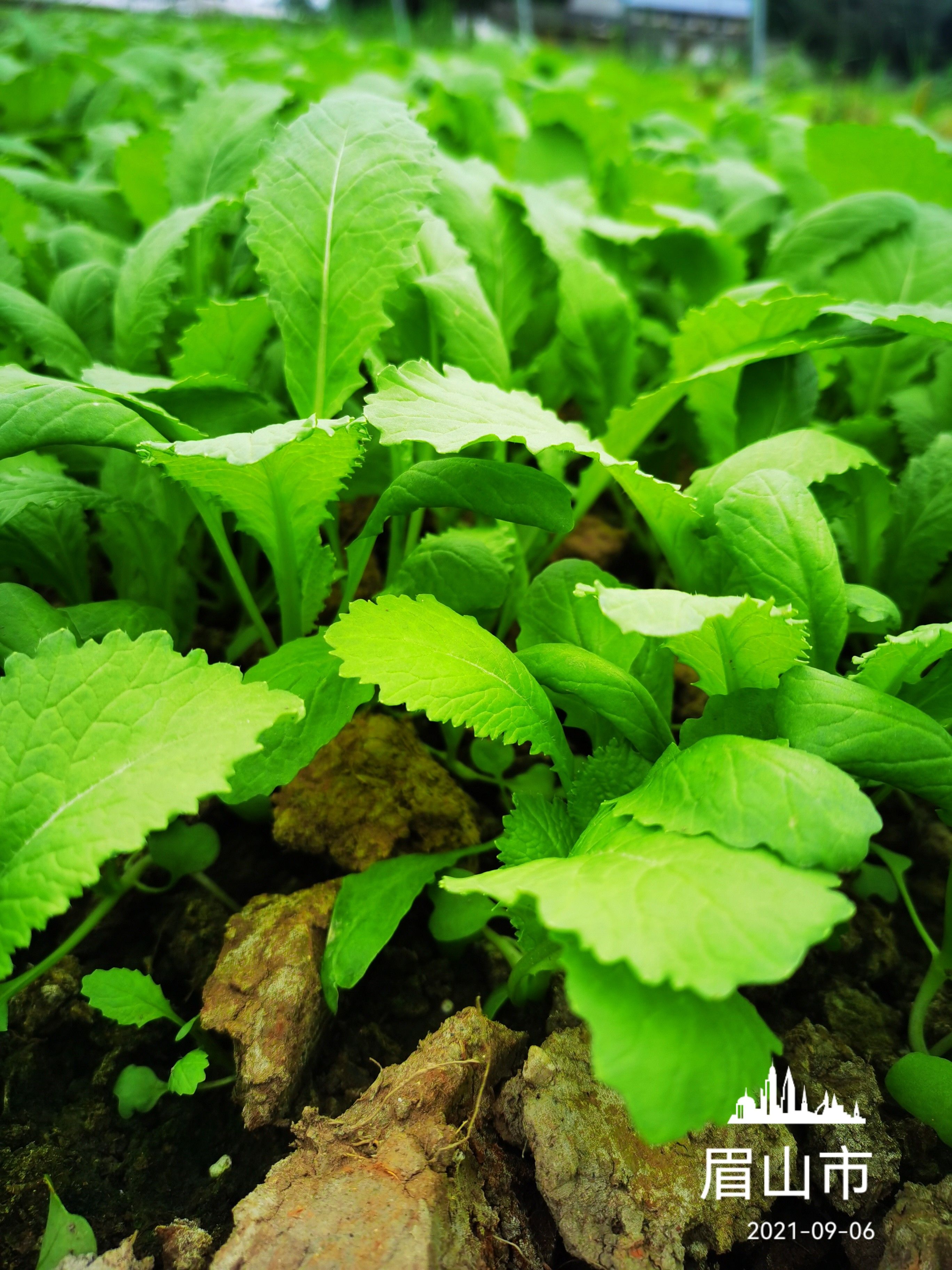 儿菜苗，早熟儿菜种苗，中熟儿菜苗，晚熟儿菜苗