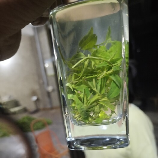 筠连县 小叶苦丁茶，一手货源
