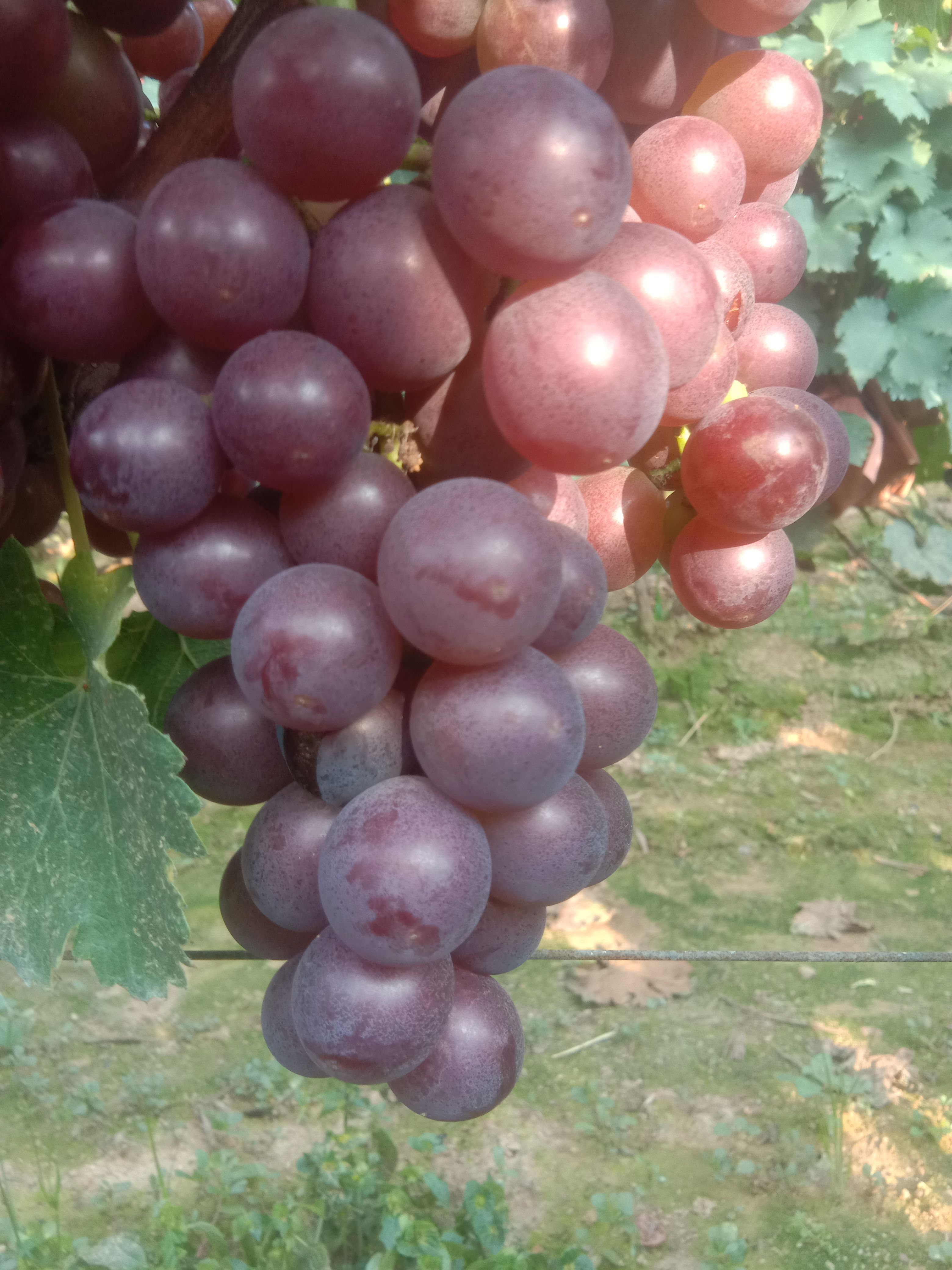 巨峰葡萄即将上市