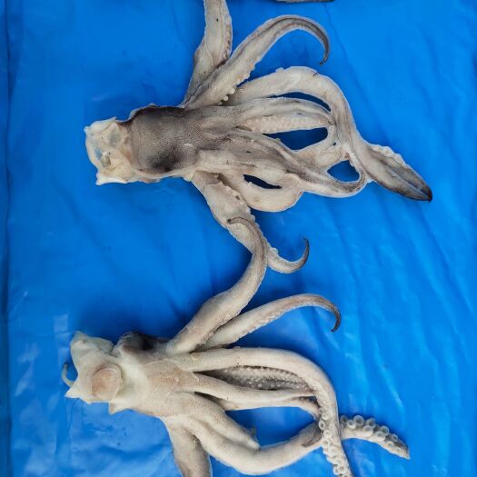 荣成市鱿鱼  单冻阿鱿头 厂家直销