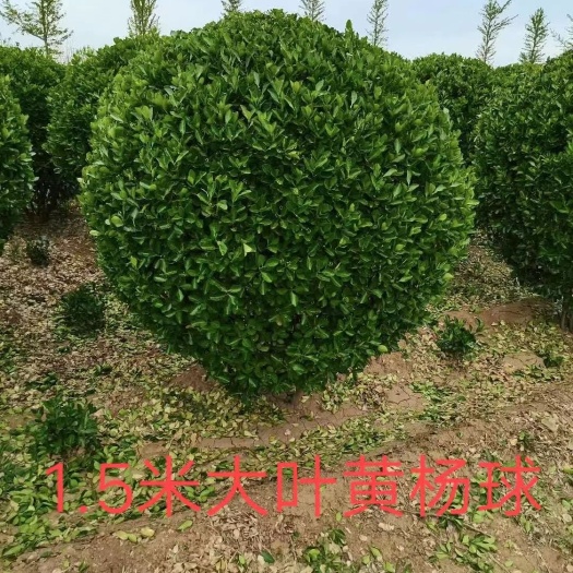 泗阳县精品球，大叶黄杨球，小叶黄杨球，石兰球