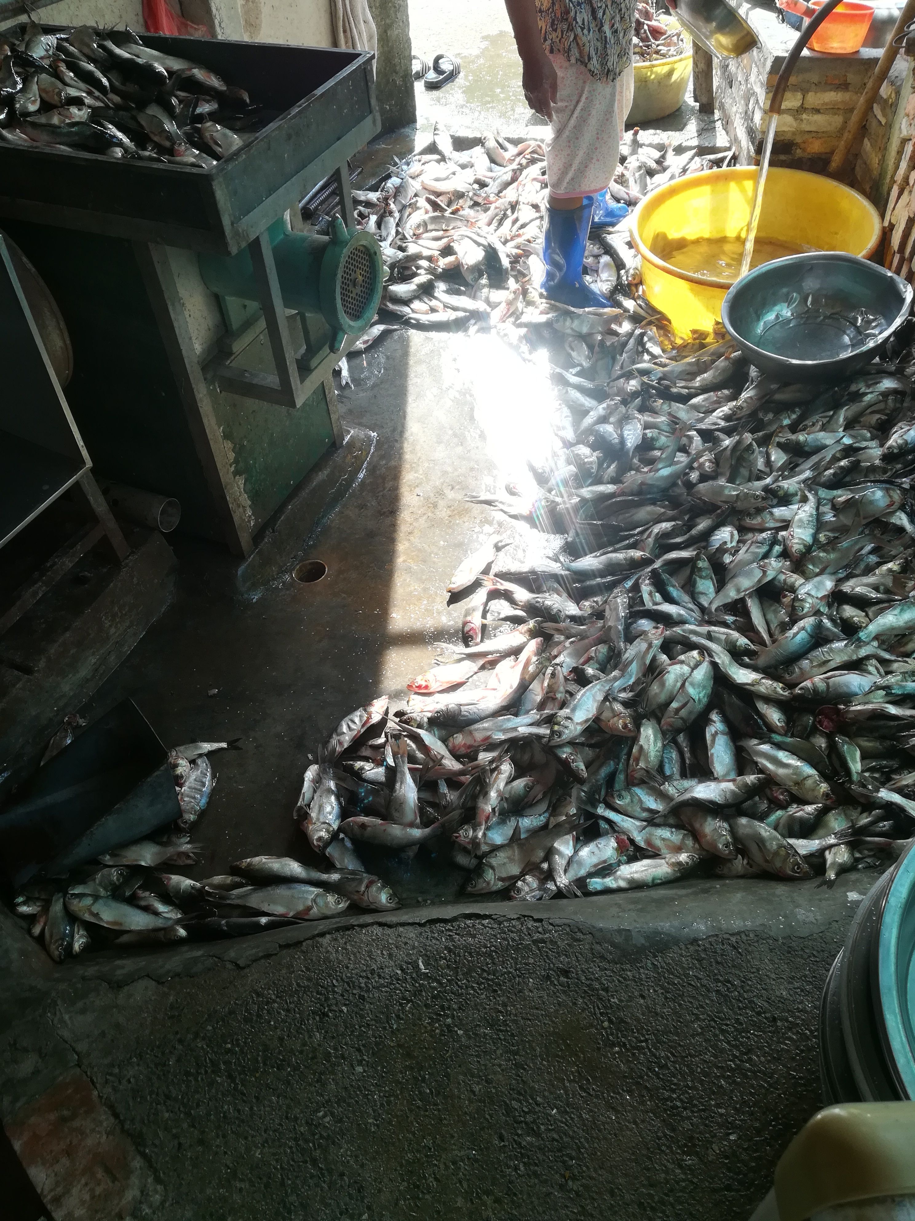 珍珠鳖  外塘养殖美国甲鱼团鱼中华黄沙水鱼