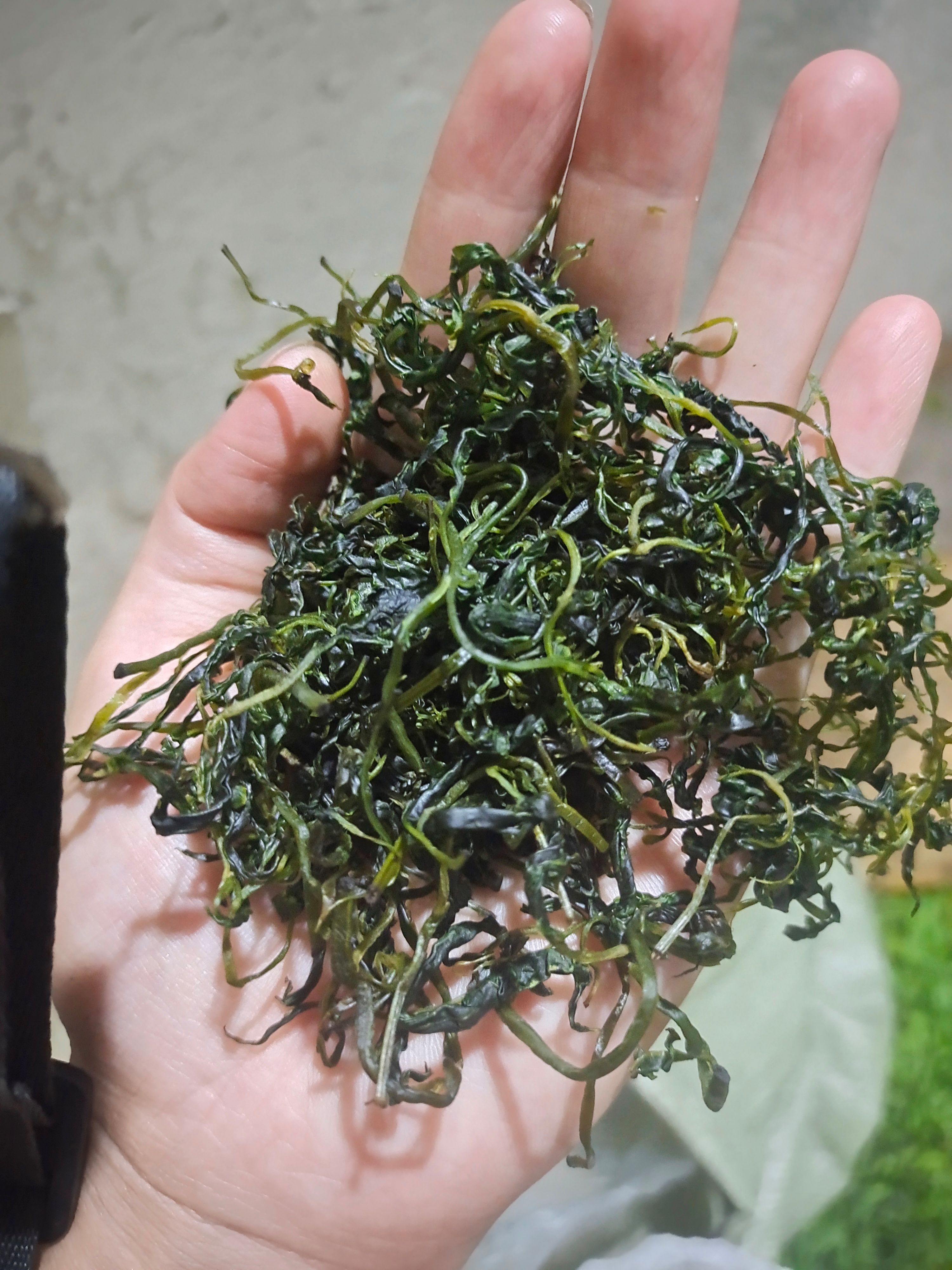  小叶苦丁茶，一手货源