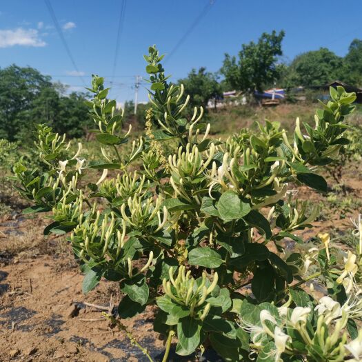 南雄市四季金银花苗  市场需求认可的品种才是我们要发展的