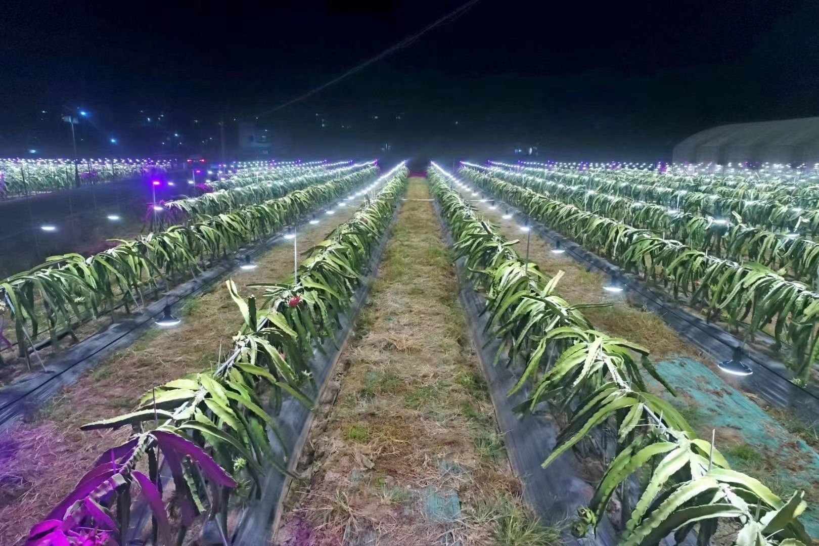 补光灯  厂家直销火龙果反季节补光专用灯线，2年质保